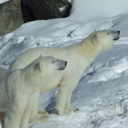 Lapland Igloo Hotel Ranua Zewnętrze zdjęcie