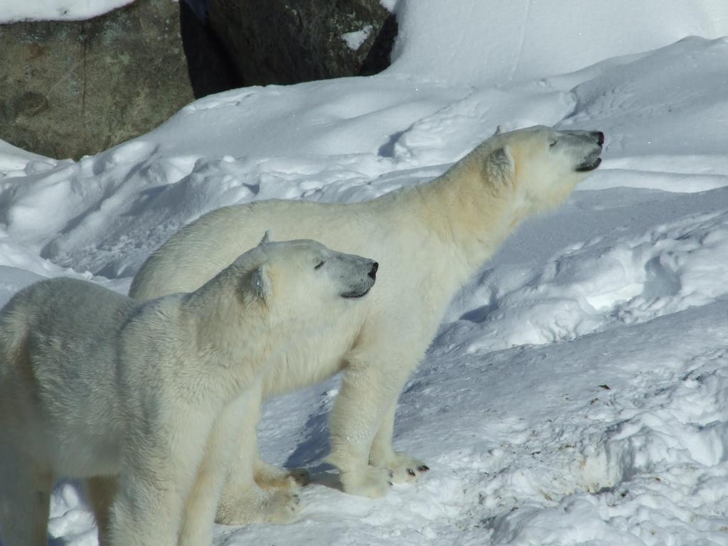 Lapland Igloo Hotel Ranua Zewnętrze zdjęcie