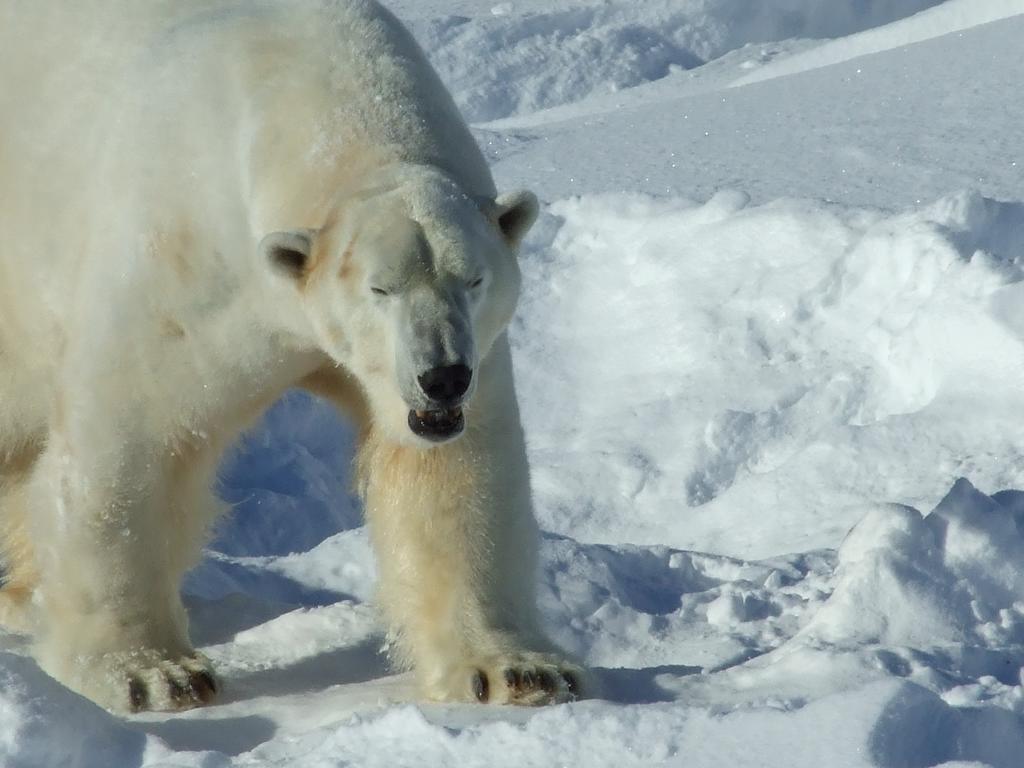 Lapland Igloo Hotel Ranua Zewnętrze zdjęcie