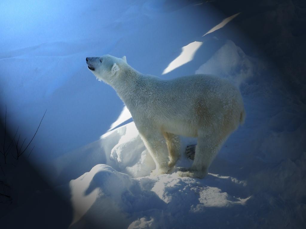 Lapland Igloo Hotel Ranua Zewnętrze zdjęcie