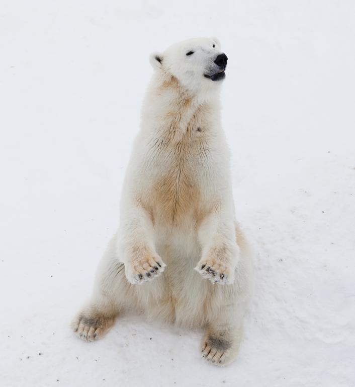 Lapland Igloo Hotel Ranua Zewnętrze zdjęcie