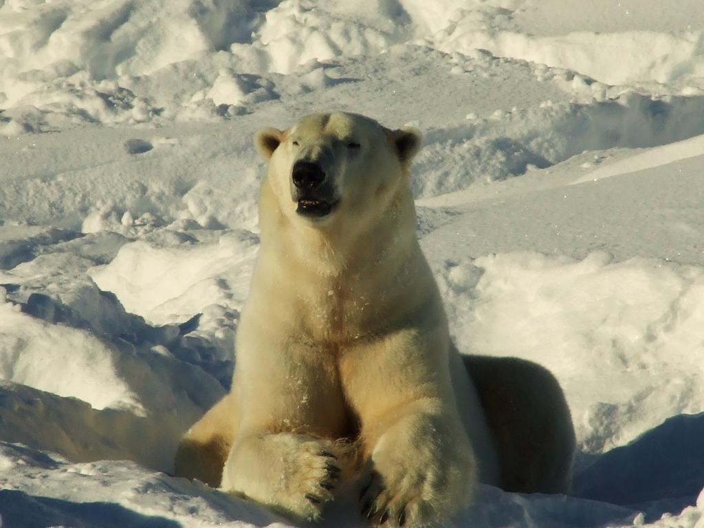 Lapland Igloo Hotel Ranua Zewnętrze zdjęcie